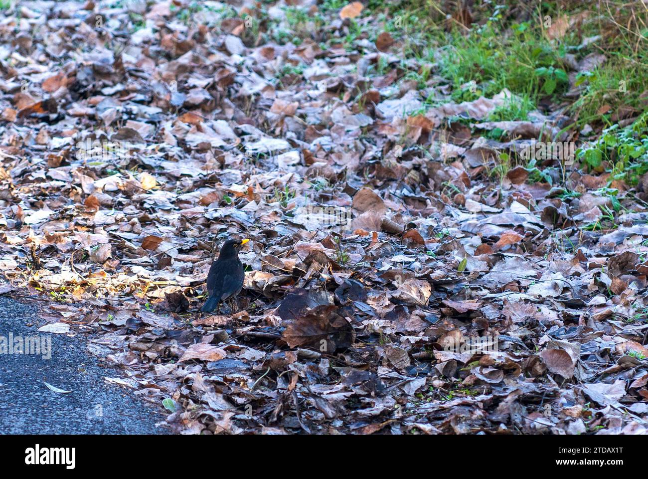 Die gewöhnliche Amsel sucht nach Nahrung unter den getrockneten Blättern auf dem Boden. Vogel mit gelbem Schnabel. Turdus merula. Schwarze Soor. Stockfoto