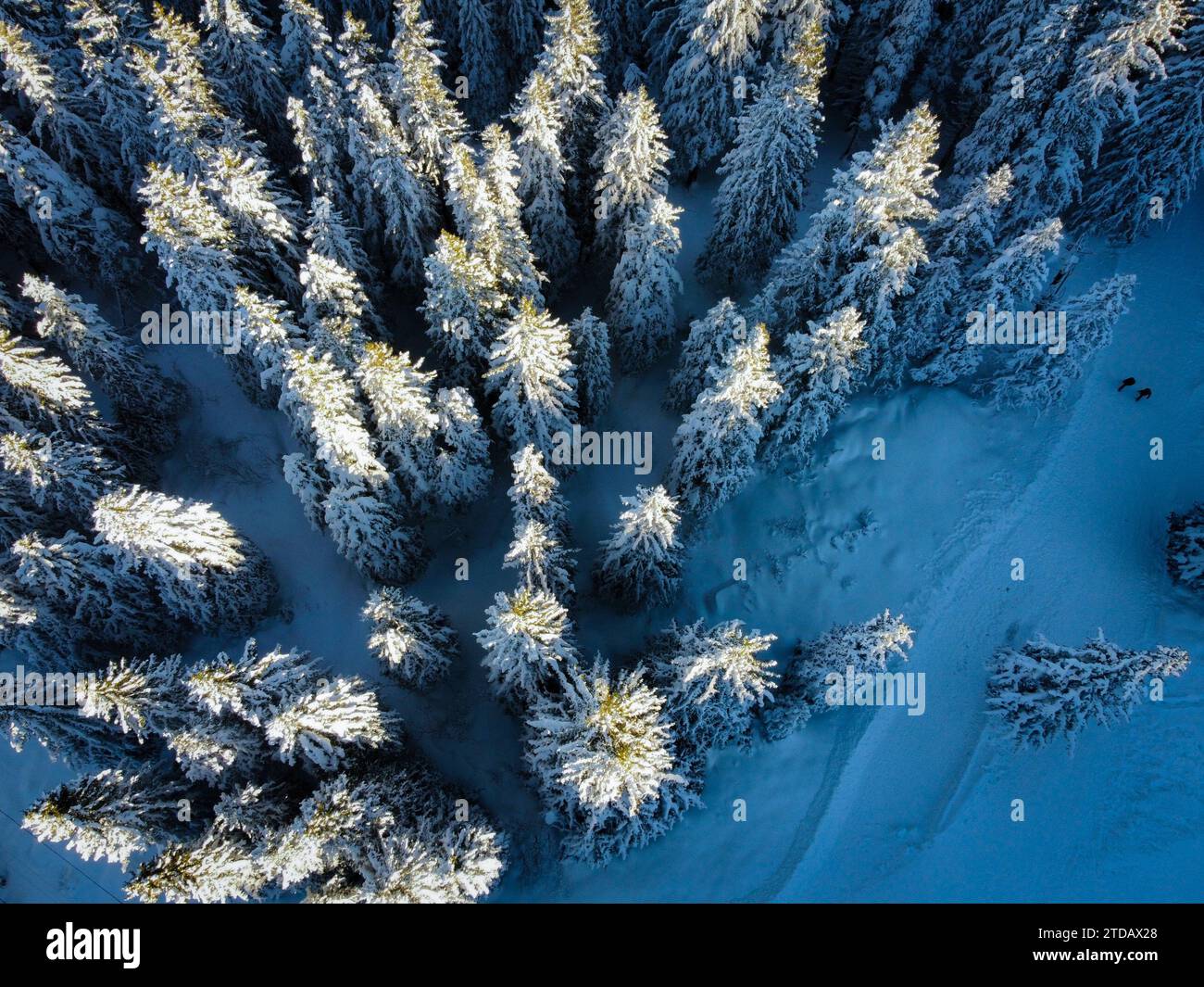 Winterwetter in Bulgarien. Aus der Vogelperspektive können Touristen in einem verschneiten Wald an einem sonnigen Wintertag nach einem Schneefall spazieren gehen. Stockfoto