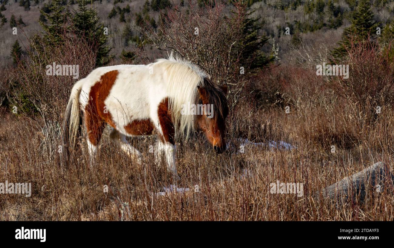 Grayson Highlands, Virginia Stockfoto