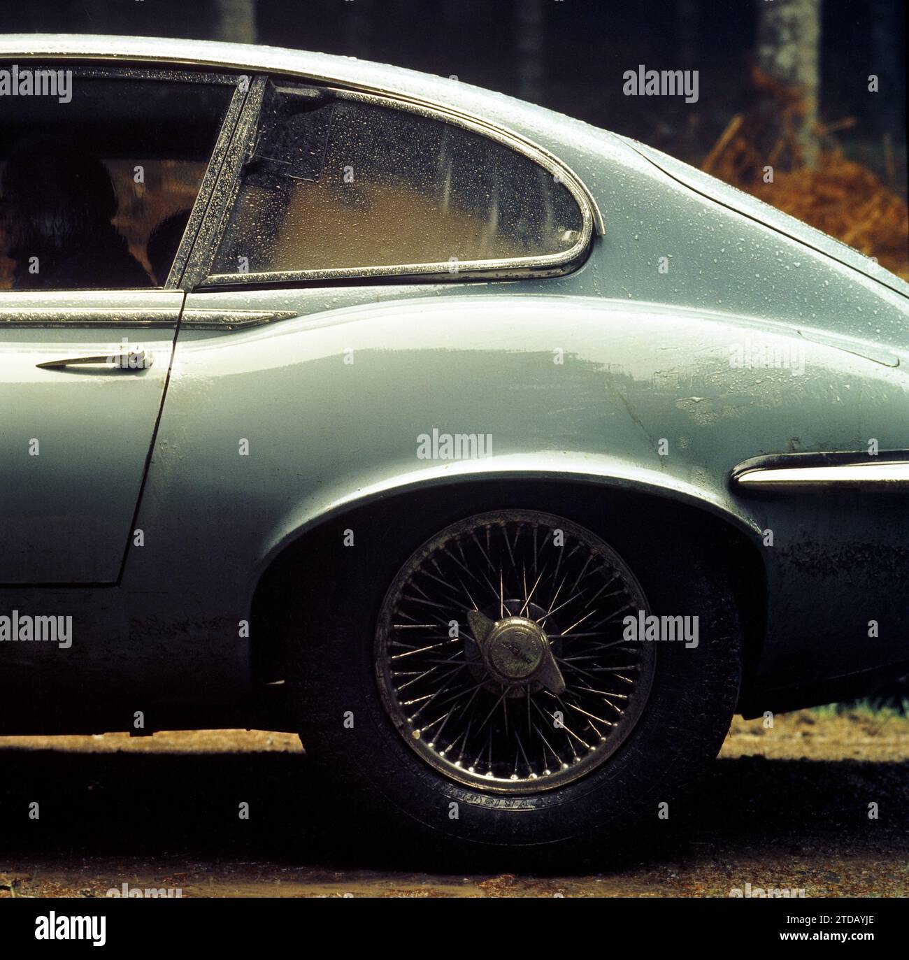 Nahaufnahme eines Jaguar E-TYPE Serie 3 aus dem Jahr 1970 in stimmungsvoller Waldlage mit frühmorgendlichem oder abendlichem Tau auf der hinteren 1/4-Platte. Stockfoto
