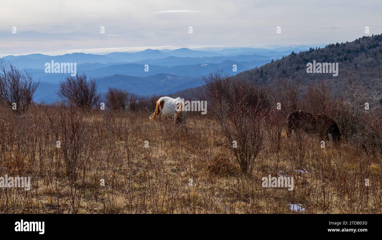 Grayson Highlands, Virginia Stockfoto