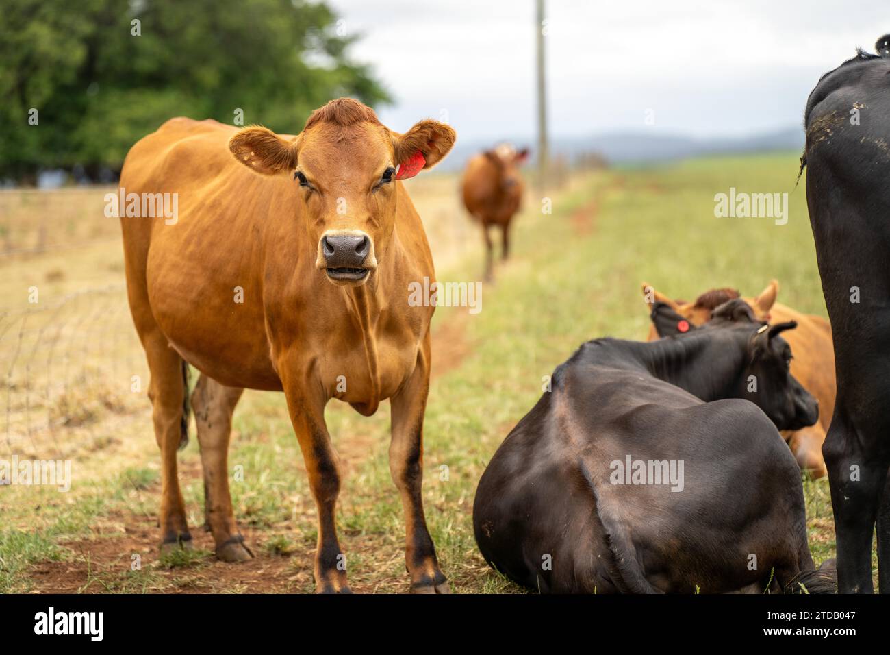 Milchkühe auf einem Feld auf einem Bauernhof Stockfoto