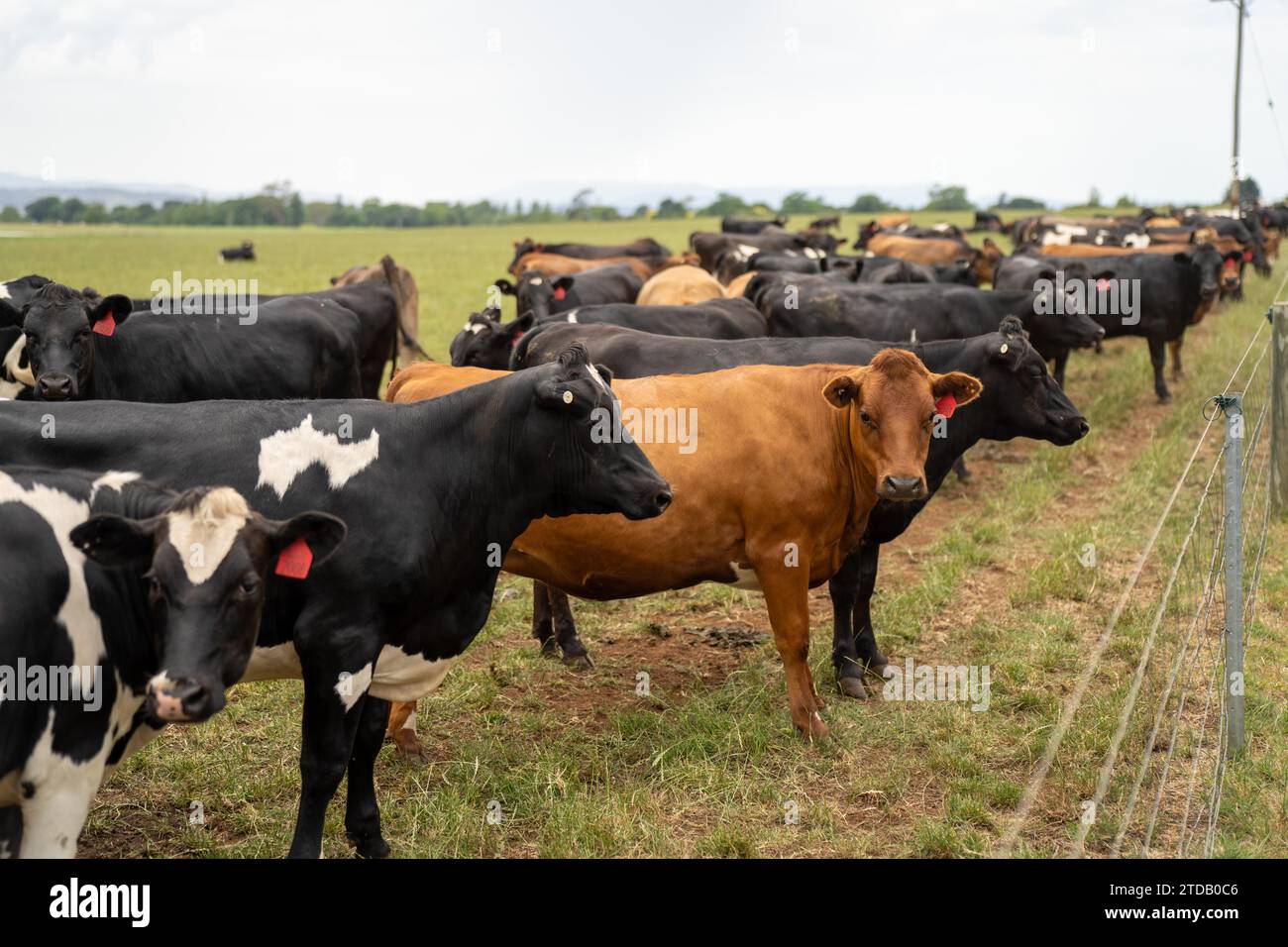 Portrait Stud Milchkühe, die auf Gras auf einem Feld weiden, in Australien. Zu den Rassen gehören Friesen, Holstein, Jersey Stockfoto