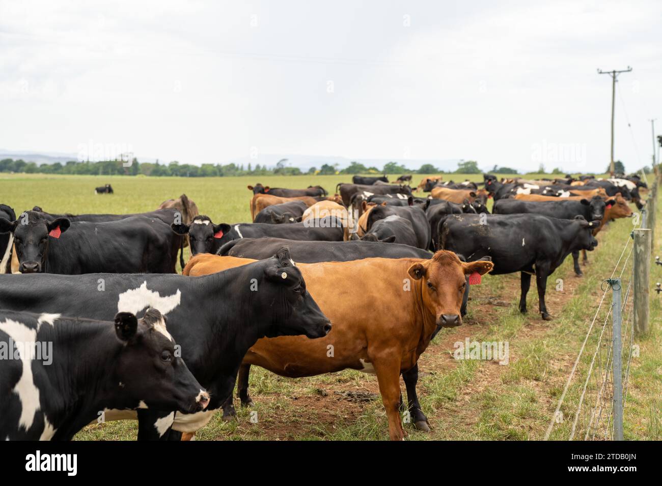 Portrait Stud Milchkühe, die auf Gras auf einem Feld weiden, in Australien. Zu den Rassen gehören Friesen, Holstein, Jersey Stockfoto