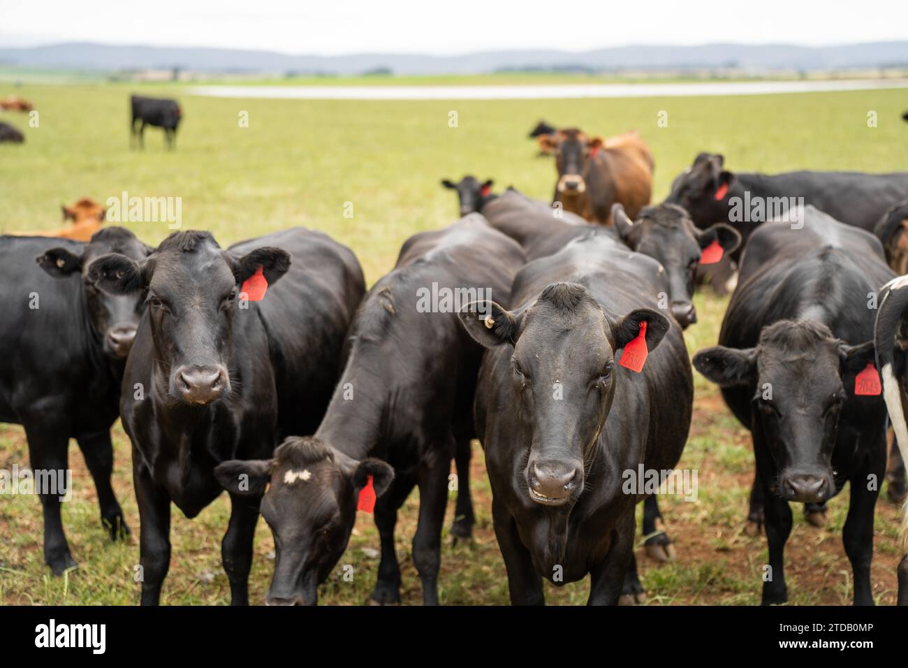 Milchkühe auf einem Feld auf einem Bauernhof Stockfoto