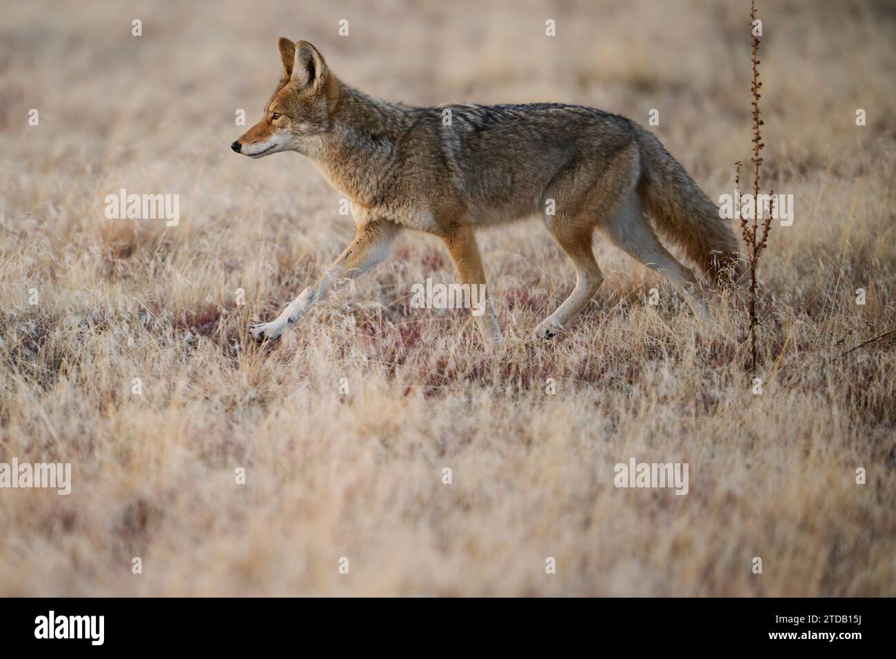 Coyote gehen Stockfoto