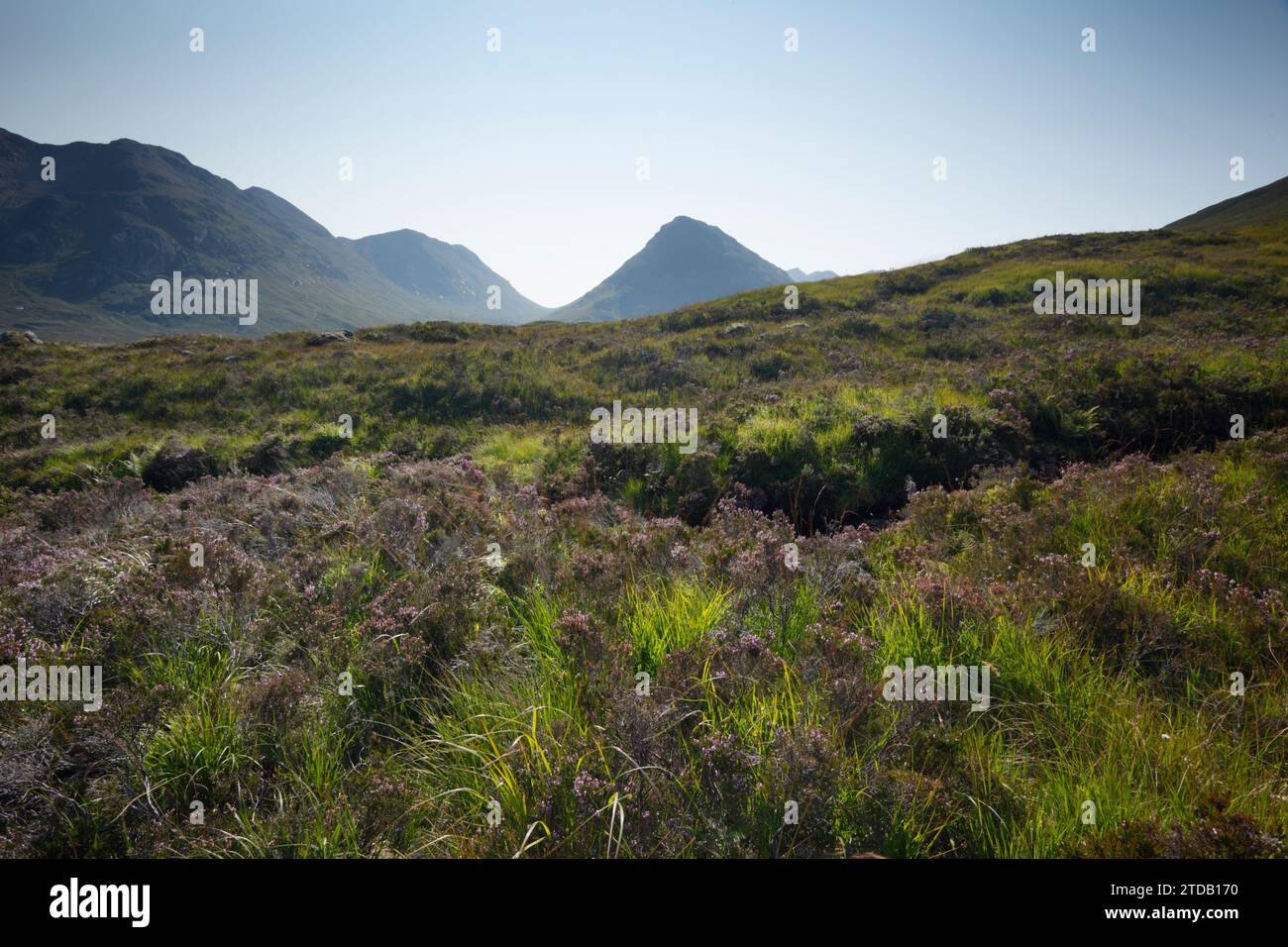 Buachaille Etive Beag vom Moorland aus gesehen auf dem West Highland Way. Glencoe, Schottland, Großbritannien. Stockfoto
