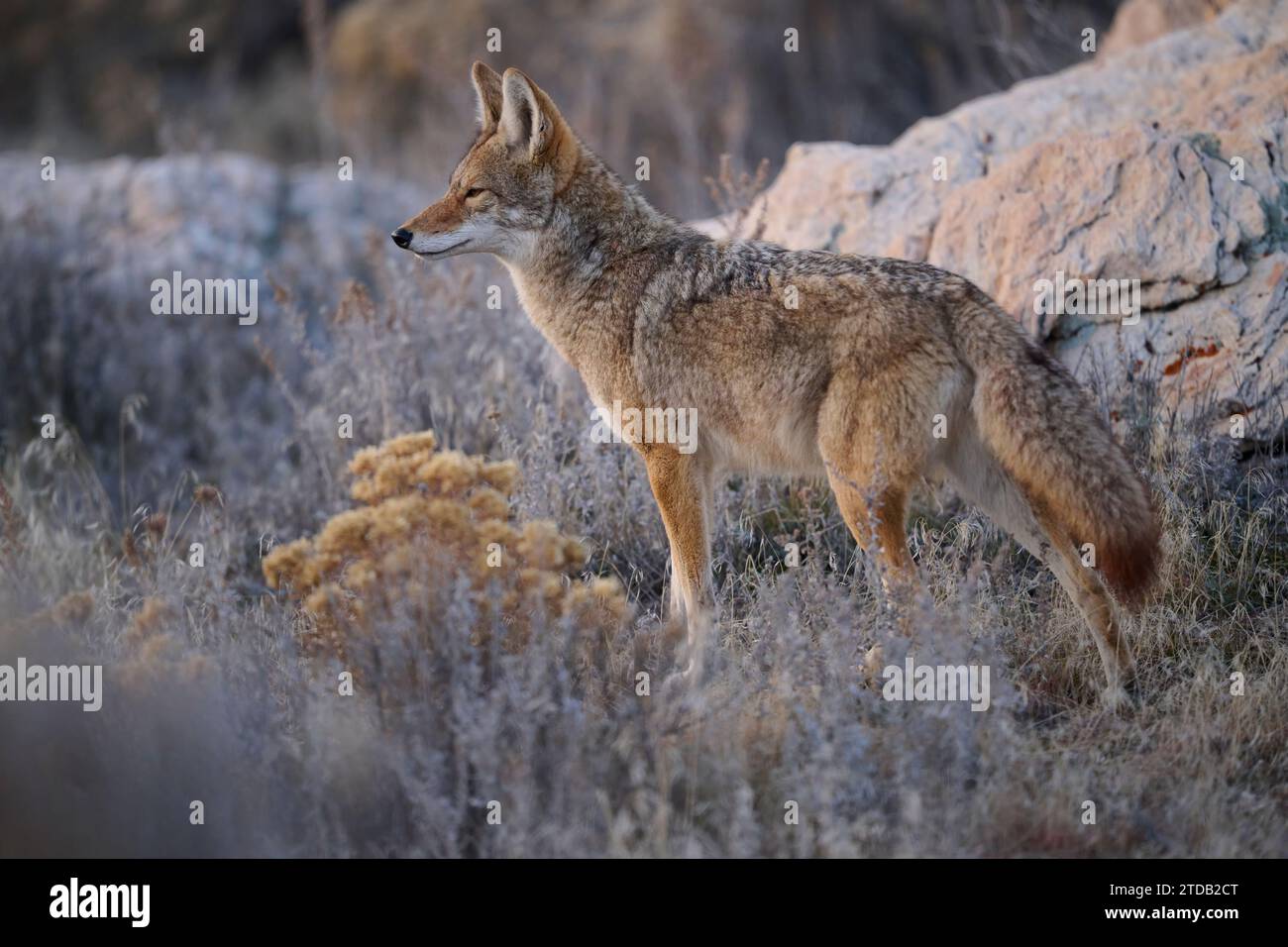 Kojote in Utah Stockfoto
