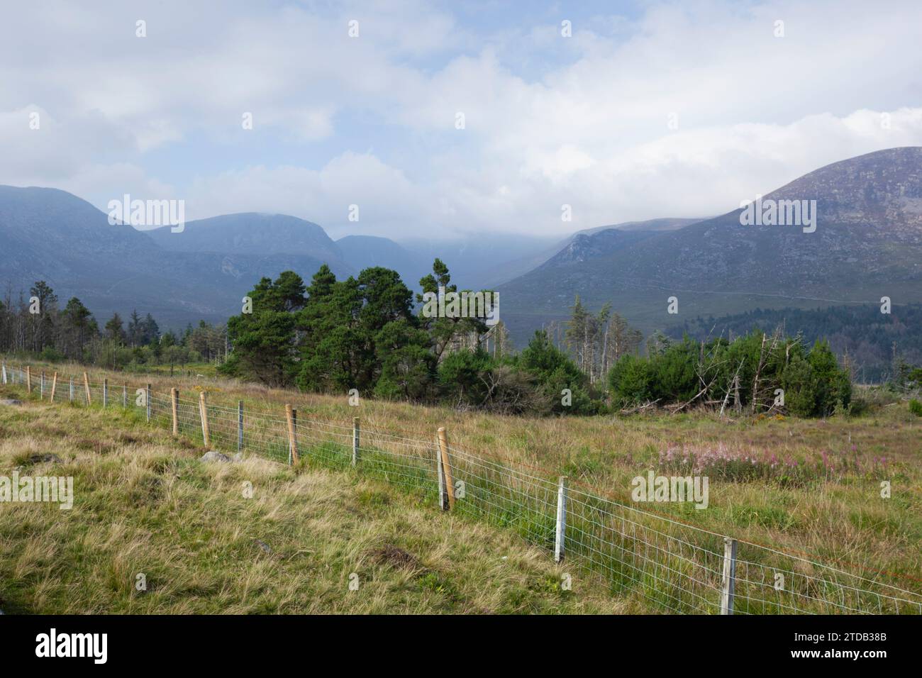 Annalong Wald in den Mourne Mountains. Land Unten. Nordirland, Vereinigtes Königreich. Stockfoto