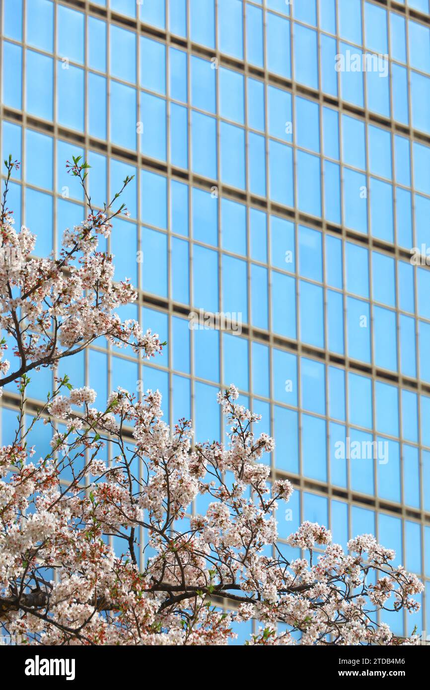 Frühlingslandschaft Japans mit Kirschblüten Stockfoto