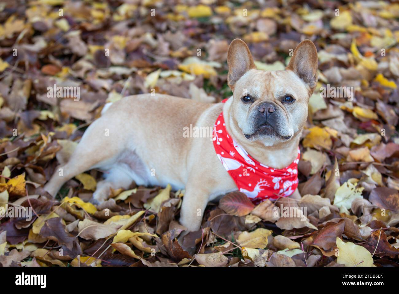8 Jahre alter Red Tan Frenchie männlich mit Weihnachtsbandana auf gefallenen Blättern. Stockfoto