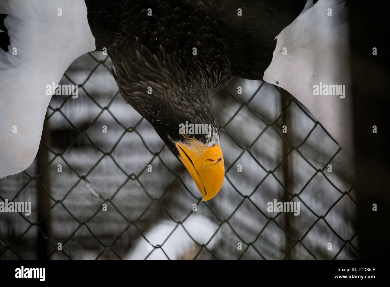 Steller-Seeadler (Haliaeetus pelagicus). Stockfoto