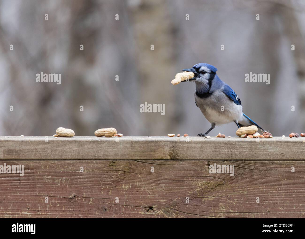 Seitenprofil eines Blue jay auf Holzgeländer mit Erdnuss im Schnabel, vor winterlichem Hintergrund. Stockfoto