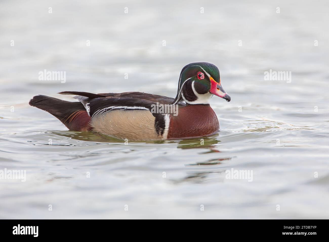Männliche amerikanische Holzente (Aix sponsa) schwimmt im See, Lake Morton, Florida, USA Stockfoto