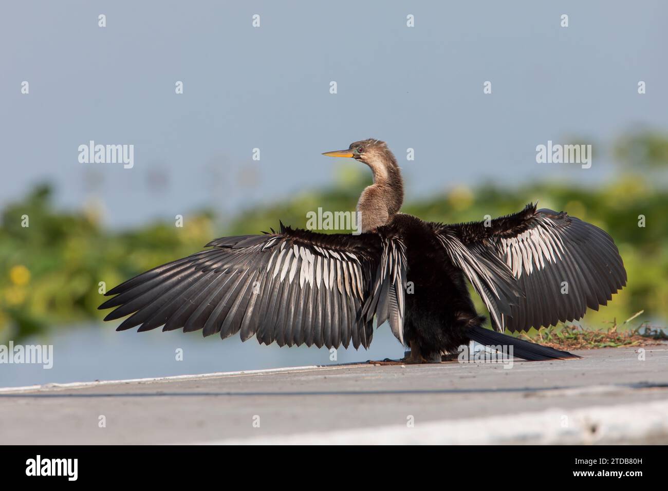 Anhinga (Anhinga anhinga) trocknet seine Flügel, Lake Parker, Florida, USA Stockfoto