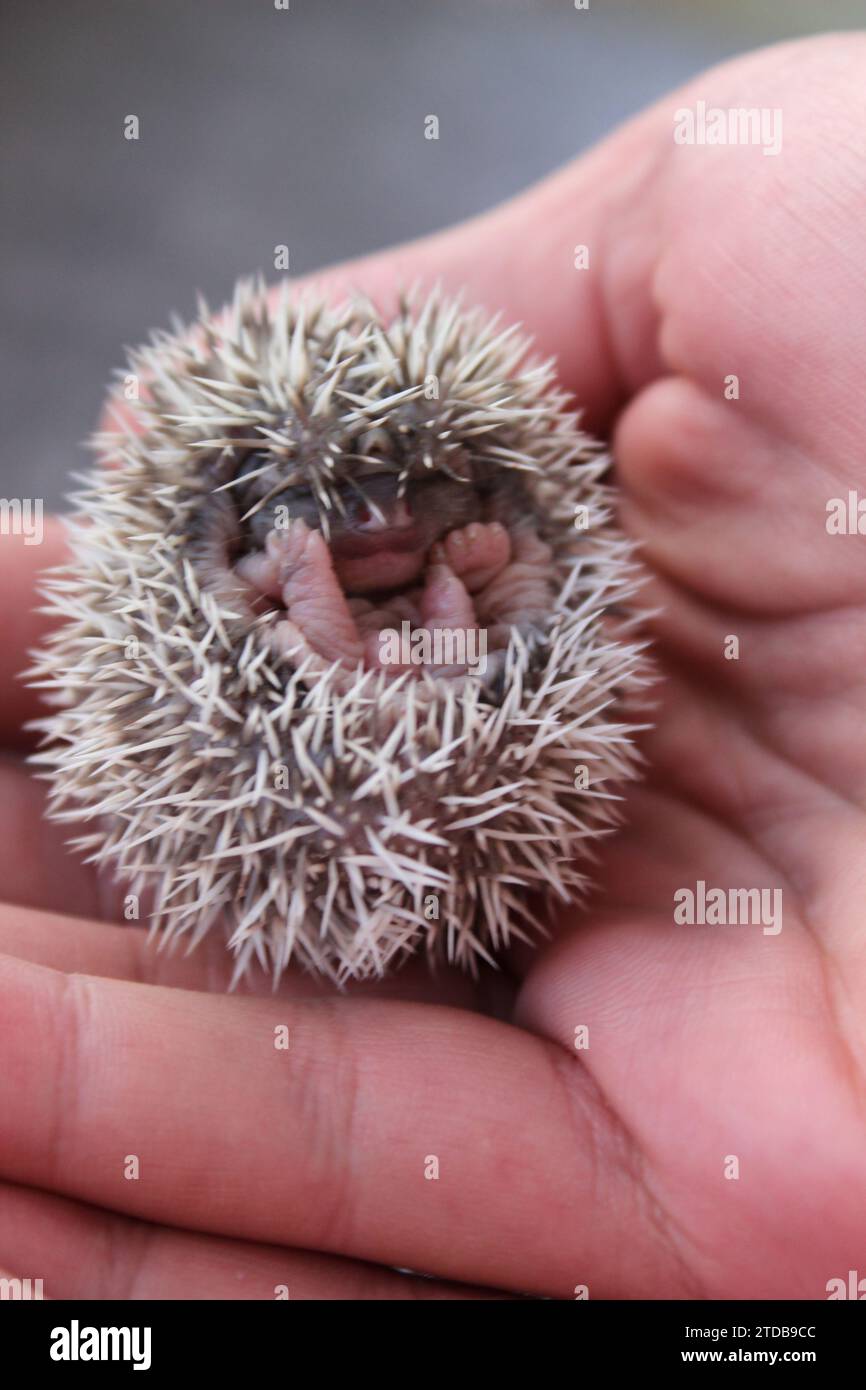 Eine vertikale Nahaufnahme eines Igels, der auf seinem Rücken in den Handflächen einer Person liegt Stockfoto