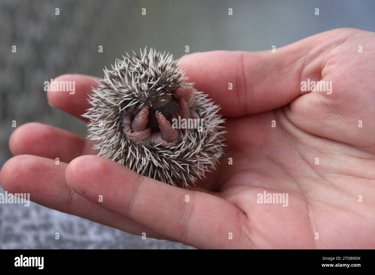 Eine Nahaufnahme einer Person, die einen süßen Igel hält Stockfoto