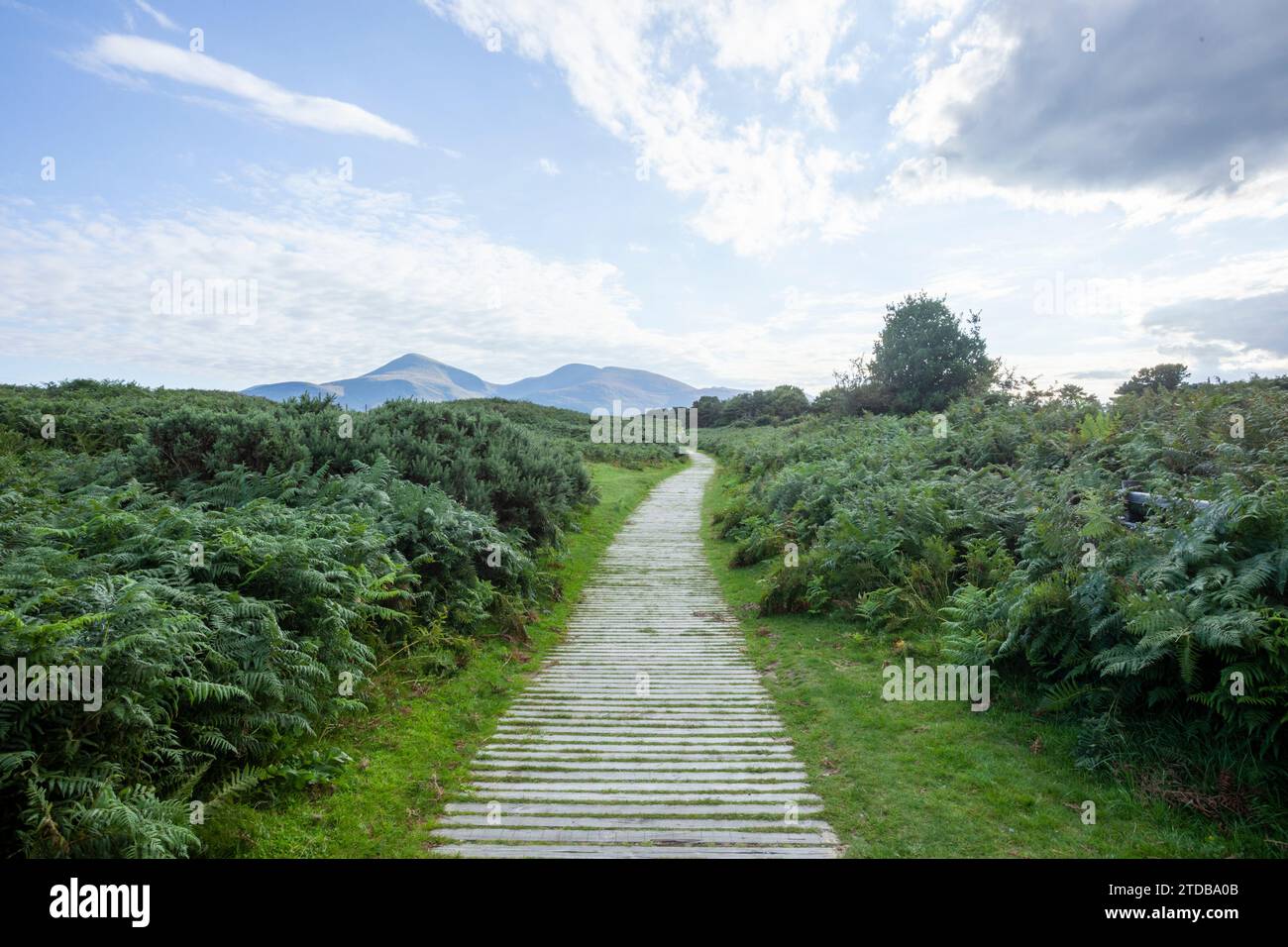 Die Mourne Mountains vom Murlough National Nature Reserve. County Down, Nordirland, Großbritannien. Stockfoto