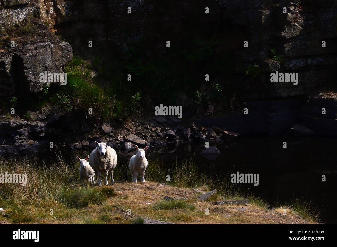 Schafsfamilie vor dunklem Hintergrund zentraler Fokus, der die Entscheidung über die künftige Nachfrage nach Schafen voraussetzt. Konsumverhalten. Stockfoto
