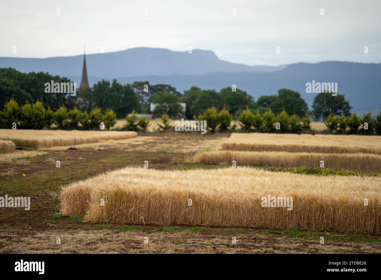 Weizensorten auf einem Feld im Sommer Stockfoto