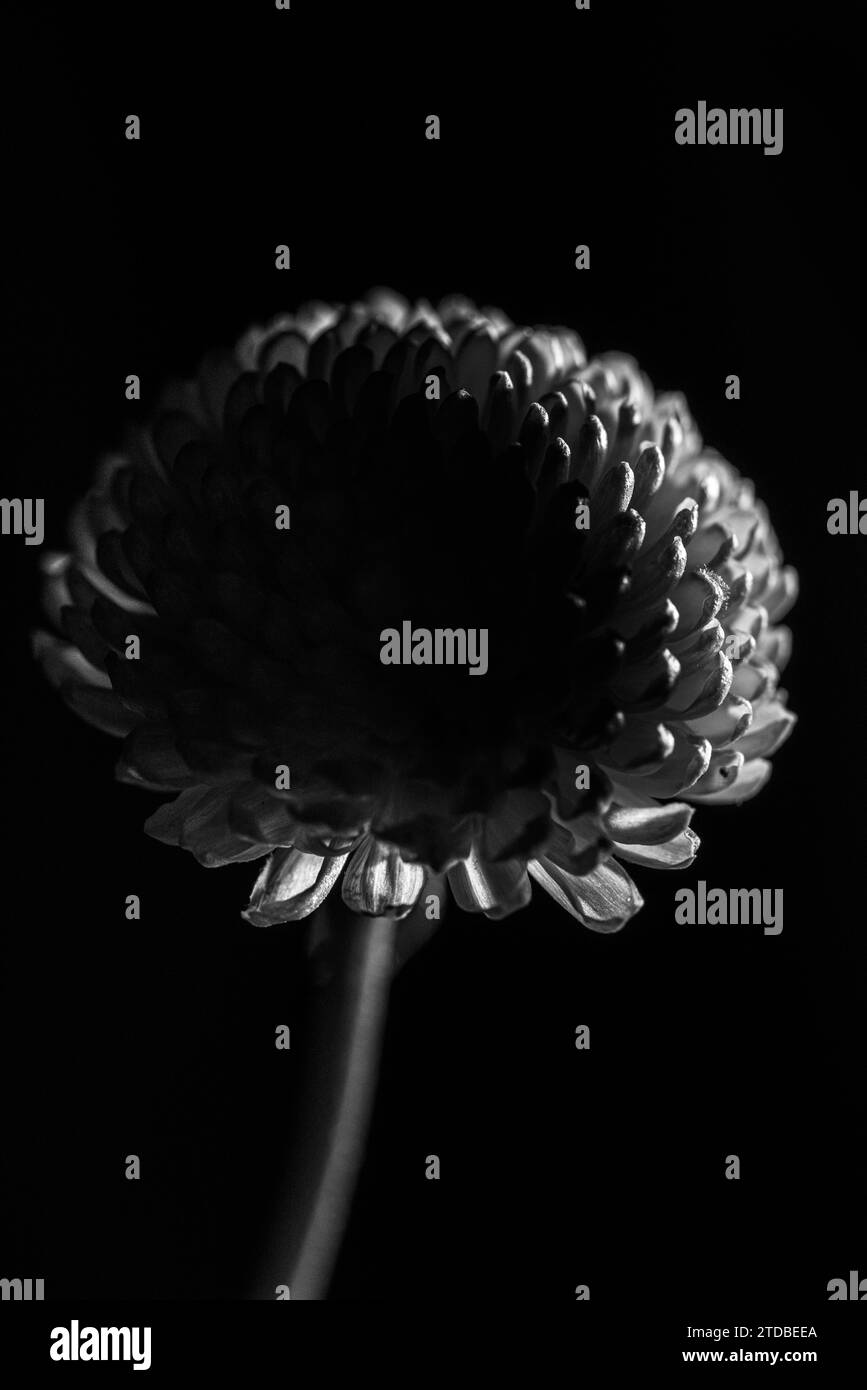Eine Blume in einem künstlerischen Licht auf schwarzem Hintergrund, Nahaufnahme, isoliert Stockfoto