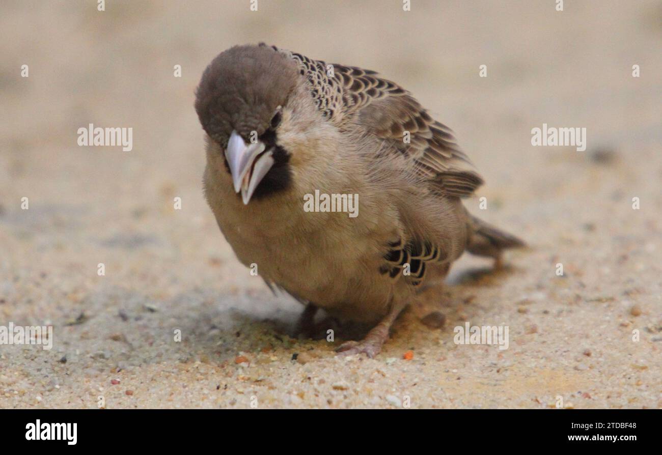 Der gesellige Weber (Philetairus socius), auch bekannt als der gemeine Sozialweber, gemeiner Sozialweber und Sozialweber, ist eine Art von BI Stockfoto