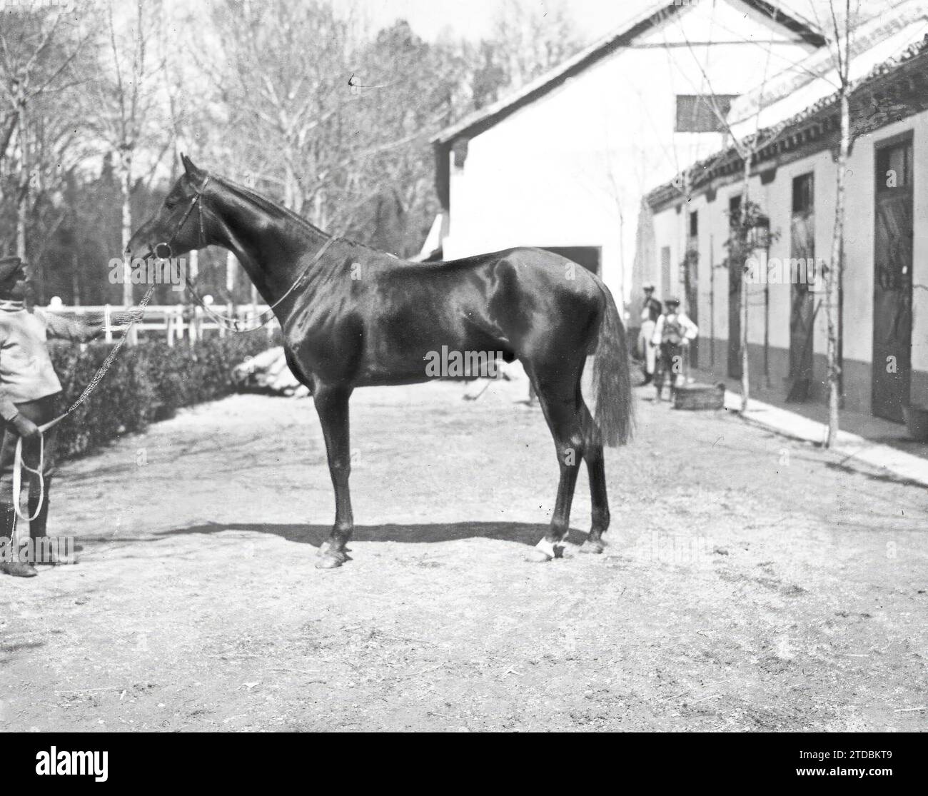 04/01/1917. "Billycock", vom Earl of the Crest. Quelle: Album / Archivo ABC / Julio Duque Stockfoto