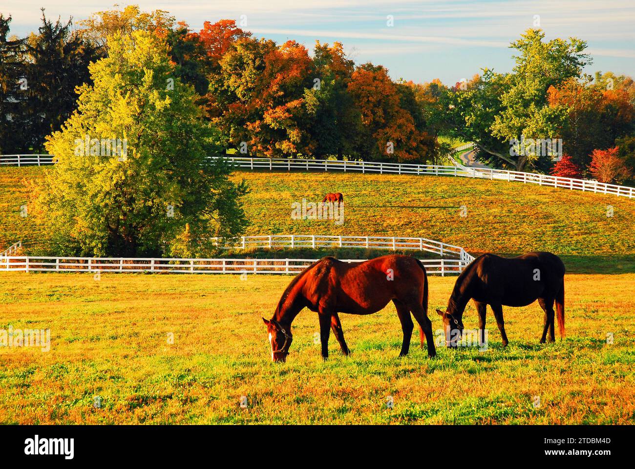 Zwei Pferde grasen auf einem offenen Feld Stockfoto