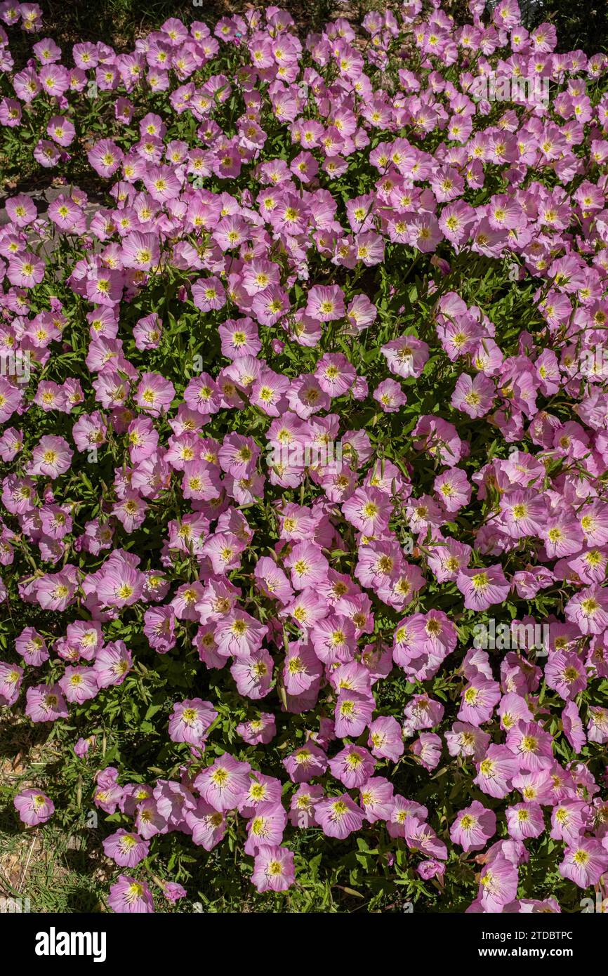 Stillleben: Blumen, Kunst auf Papierzeichnungen, Schaufenster, ein Fuß und ein Esel-Schuss in Albuquerque, New Mexico Stockfoto