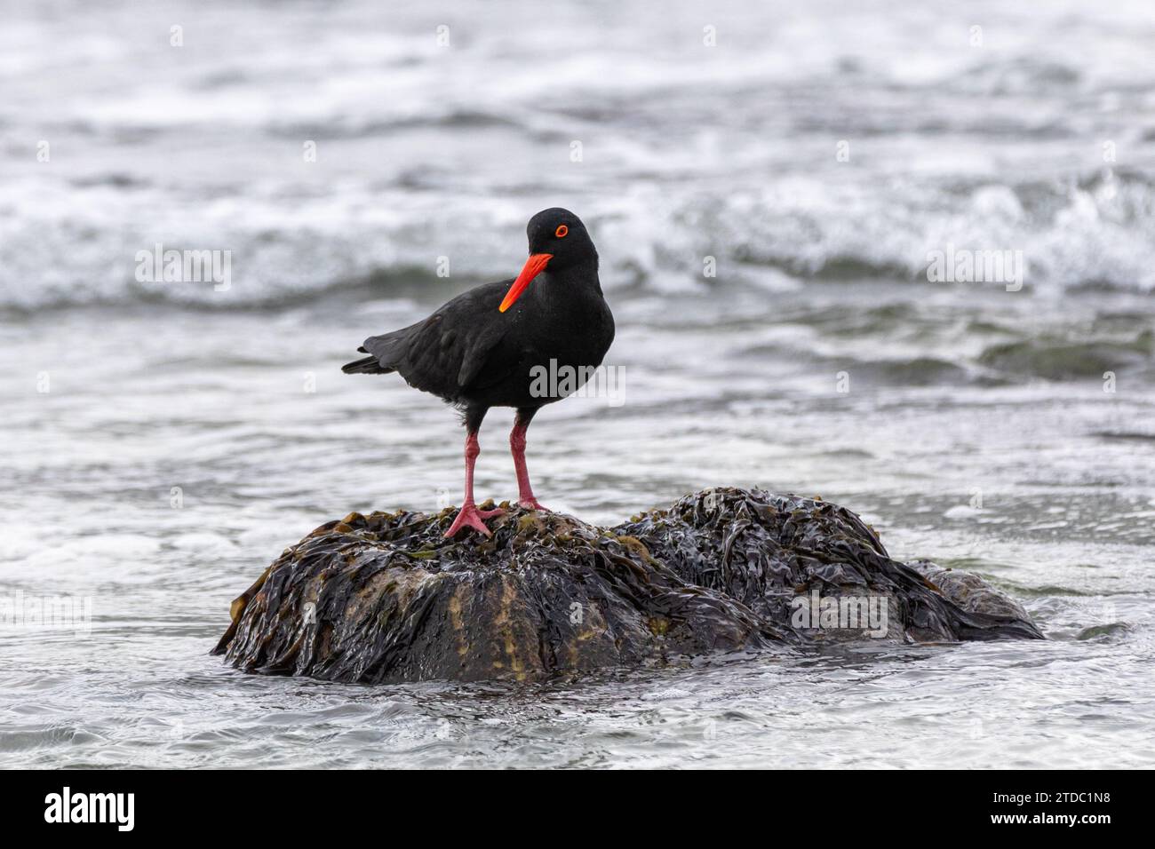 Afrikanischer Austernfischer (Haematopus moquini) oder afrikanischer schwarzer Austernfischer auf den Felsen des Noordhoek Beach auf der Kap-Halbinsel, Südafrika. Stockfoto