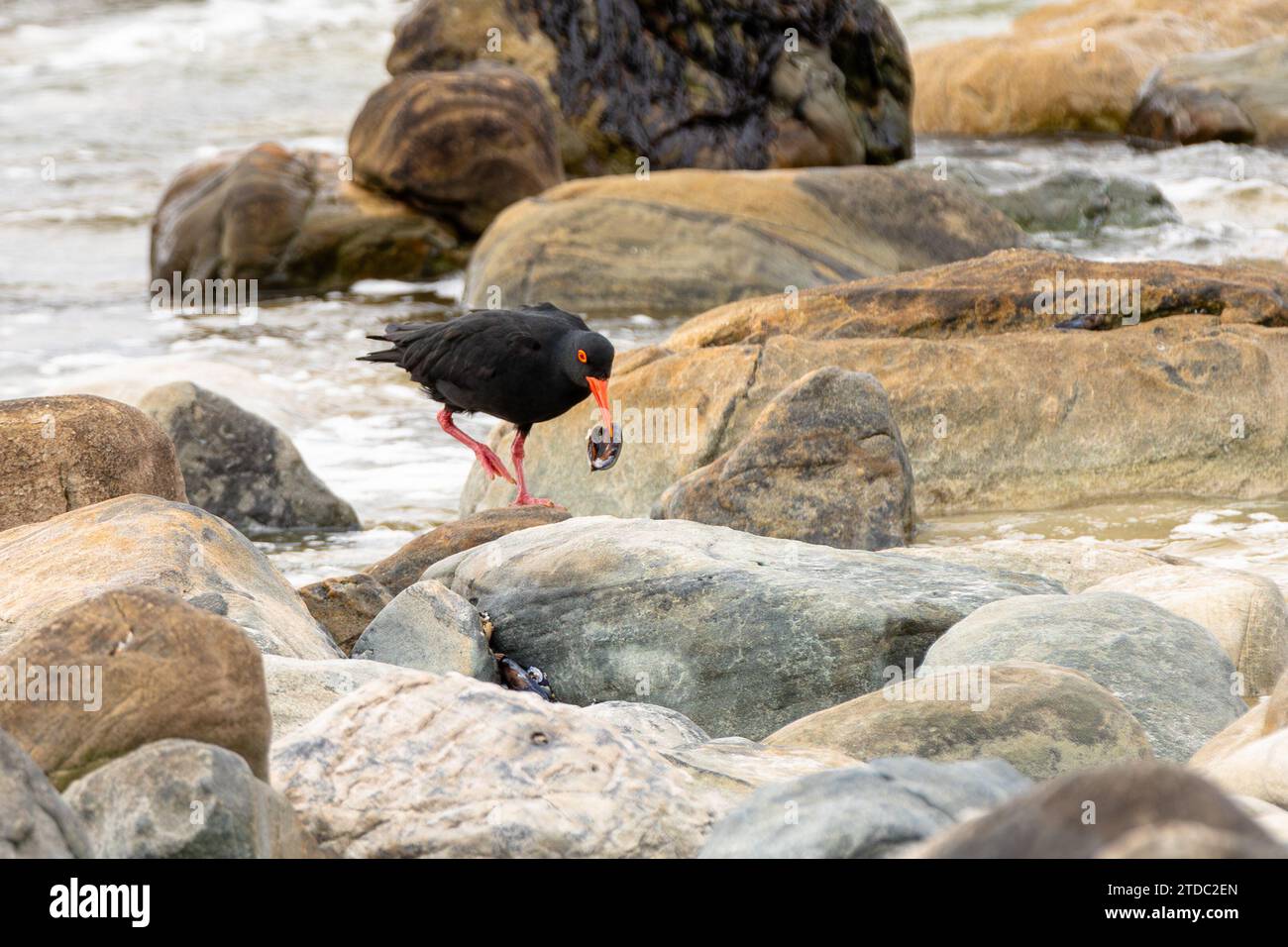 Afrikanischer Austernfischer (Haematopus moquini) oder afrikanischer schwarzer Austernfischer auf den Felsen des Noordhoek Beach auf der Kap-Halbinsel, Südafrika. Stockfoto