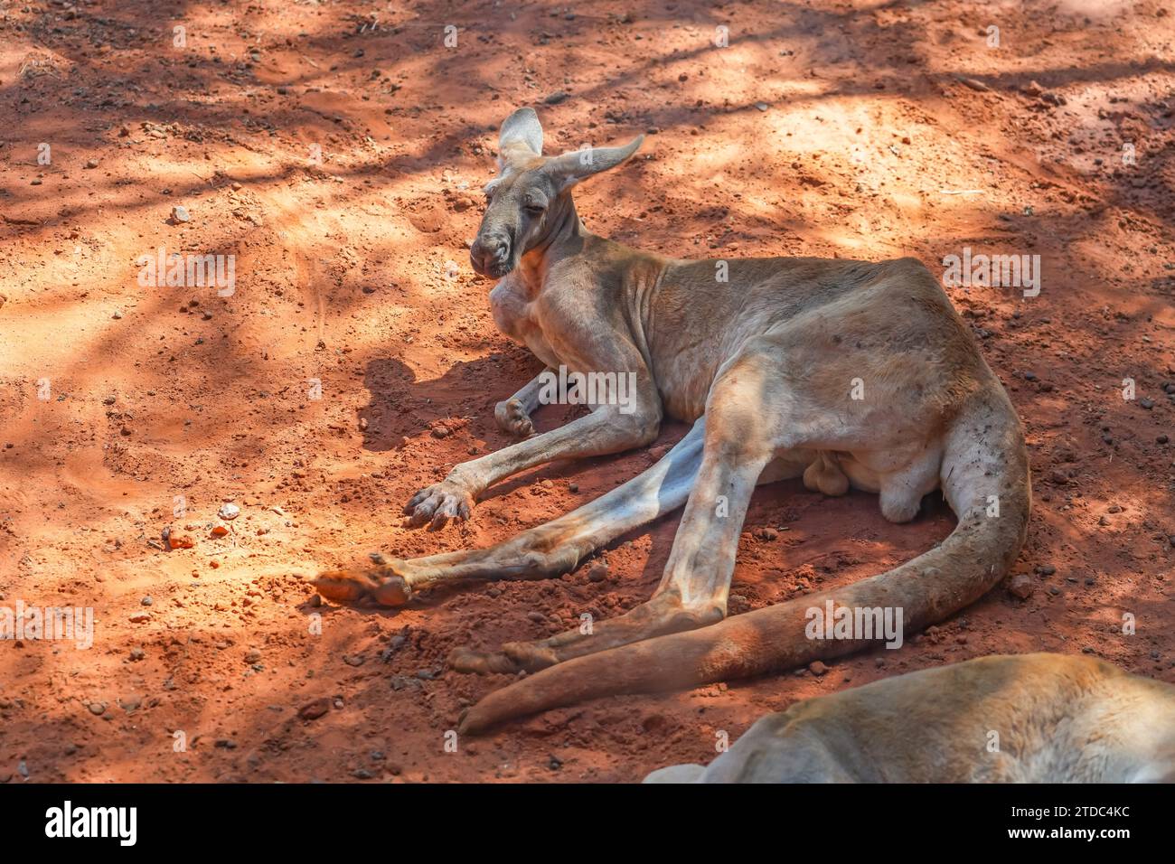 Rotes Känguru liegt und ruht an einem schattigen Ort unter einem Baum. Stockfoto