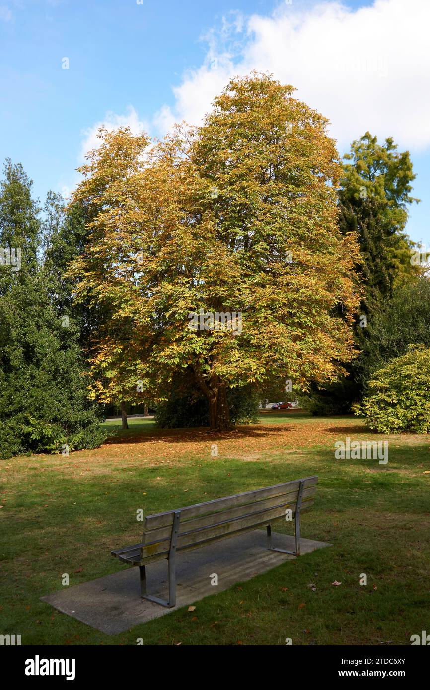 Eine Gedenkbank und Bäume im Angus Park, Shaughnessy, Vancouver, BC, Kanada Stockfoto