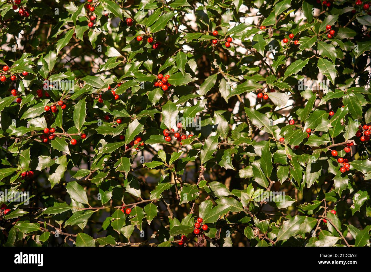 Nahaufnahme eines stechpalmenbusches mit roten Beeren und grünen Blättern, Hintergrund Stockfoto