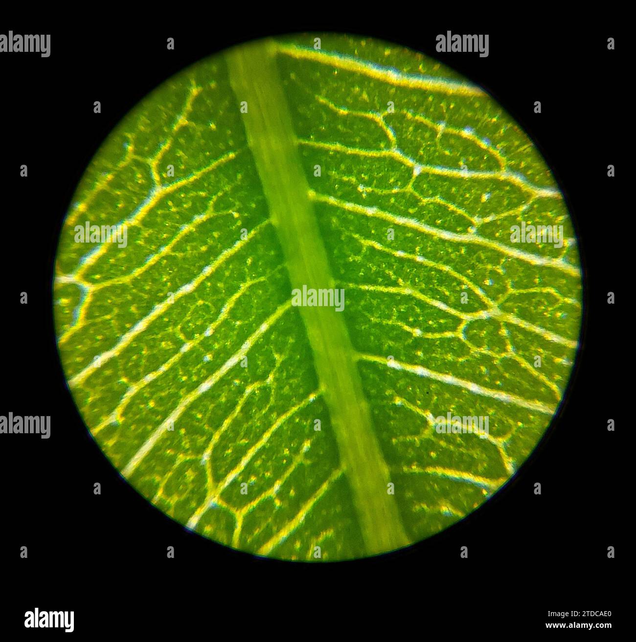Grüne Pflanzenblattoberfläche im Mikroskop Stockfoto