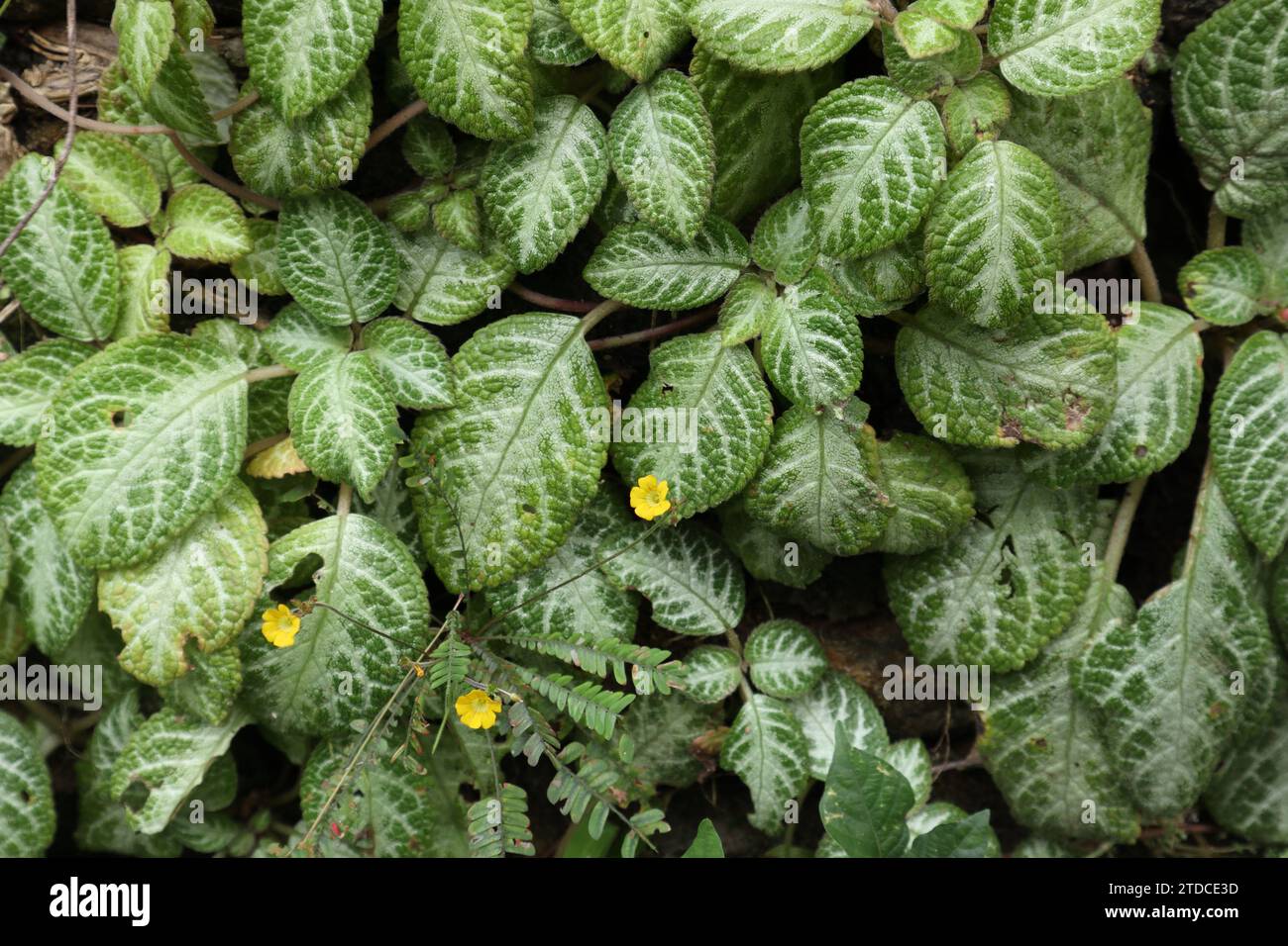 Blick auf die winzigen gelben Blüten einer Reinwardt-Baumpflanze (Biophytum Reinwardtii), die an einer Wand mit den grünen Episcia-Pflanzen in der Ba wächst Stockfoto