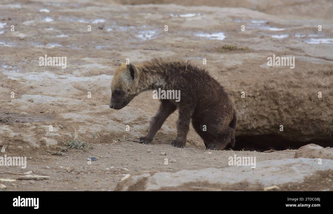 Gefleckte Hyänenjungen kommen aus ihrer Höhle, um die Umgebung im wilden amboseli-Nationalpark in kenia zu erkunden Stockfoto