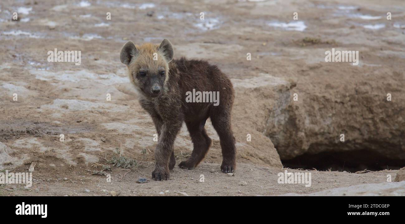 Das bezaubernde und neugierige gefleckte Hyänenjunge zieht sich aus seiner Höhle heraus, um die Umgebung im wilden amboseli-Nationalpark in kenia zu erkunden Stockfoto