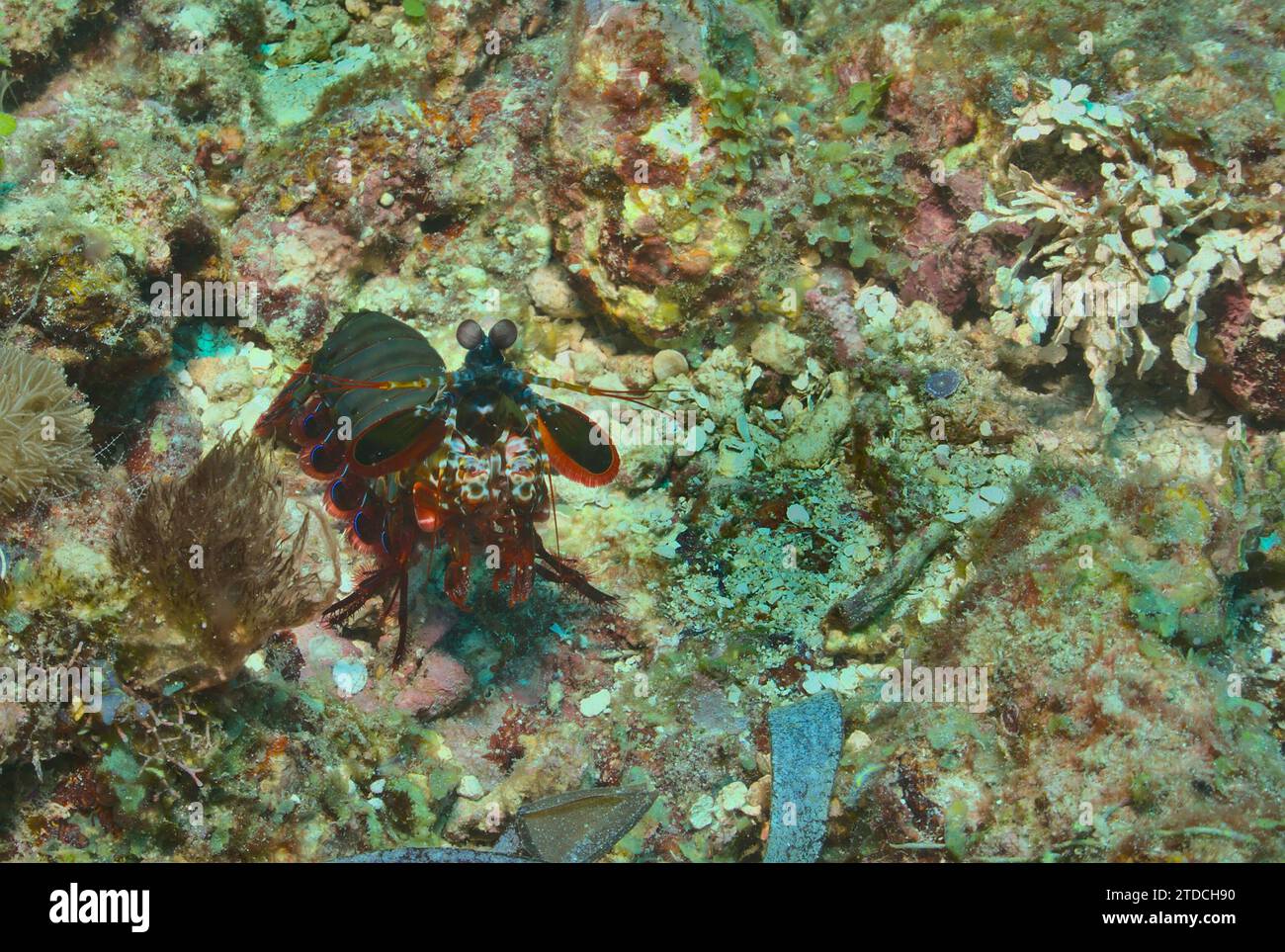 Farbenfrohe Pfauenmantis-Garnelen, die wachsam in den lebendigen Korallenriffen des watamu Marine Parks in kenia sind Stockfoto