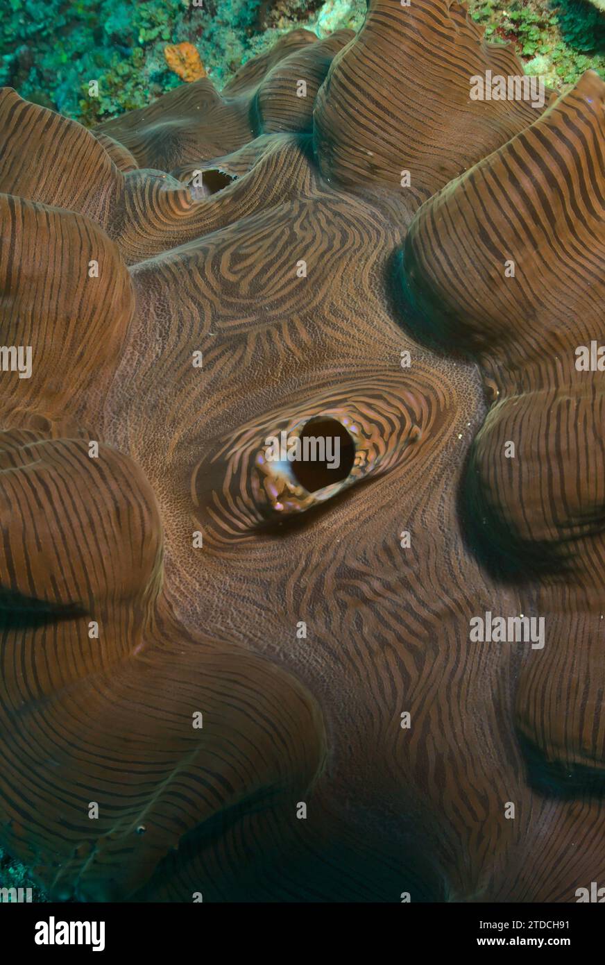 Nahaufnahme Porträt des Mantels einer glatten Riesenmuschel in den Korallenriffen des watamu Marine Parks, kenia Stockfoto