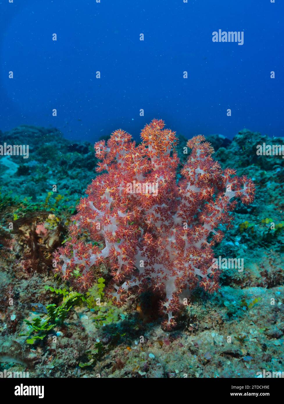 Pulsierende Haemprich weiche Korallen im klaren blauen Wasser und gesunden Korallengärten des watamu Marine Park, kenia Stockfoto