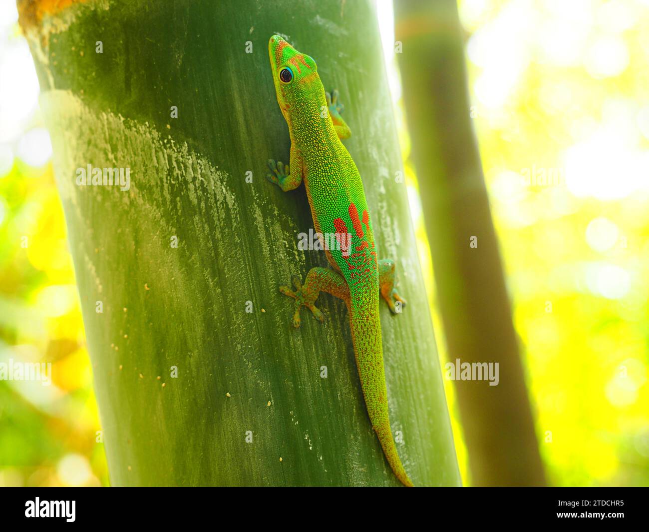 Green Gecko - La Réunion, Maskarene-Inseln, Indischer Ozean, d’Outre-Mer Stockfoto