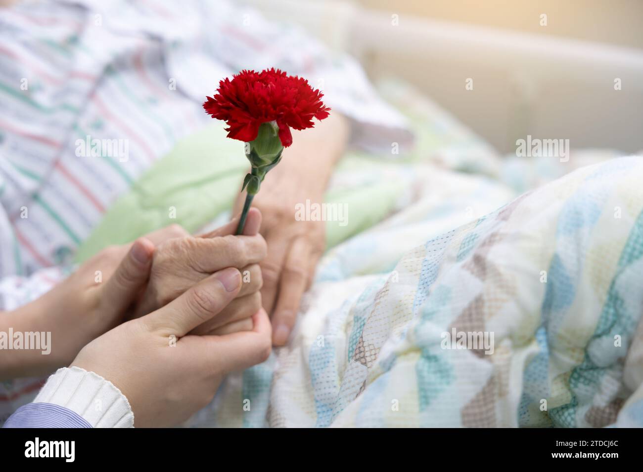 Die Hand der Enkelin, die am Muttertag eine Nelke in die Hand ihrer Großmutter legt Stockfoto