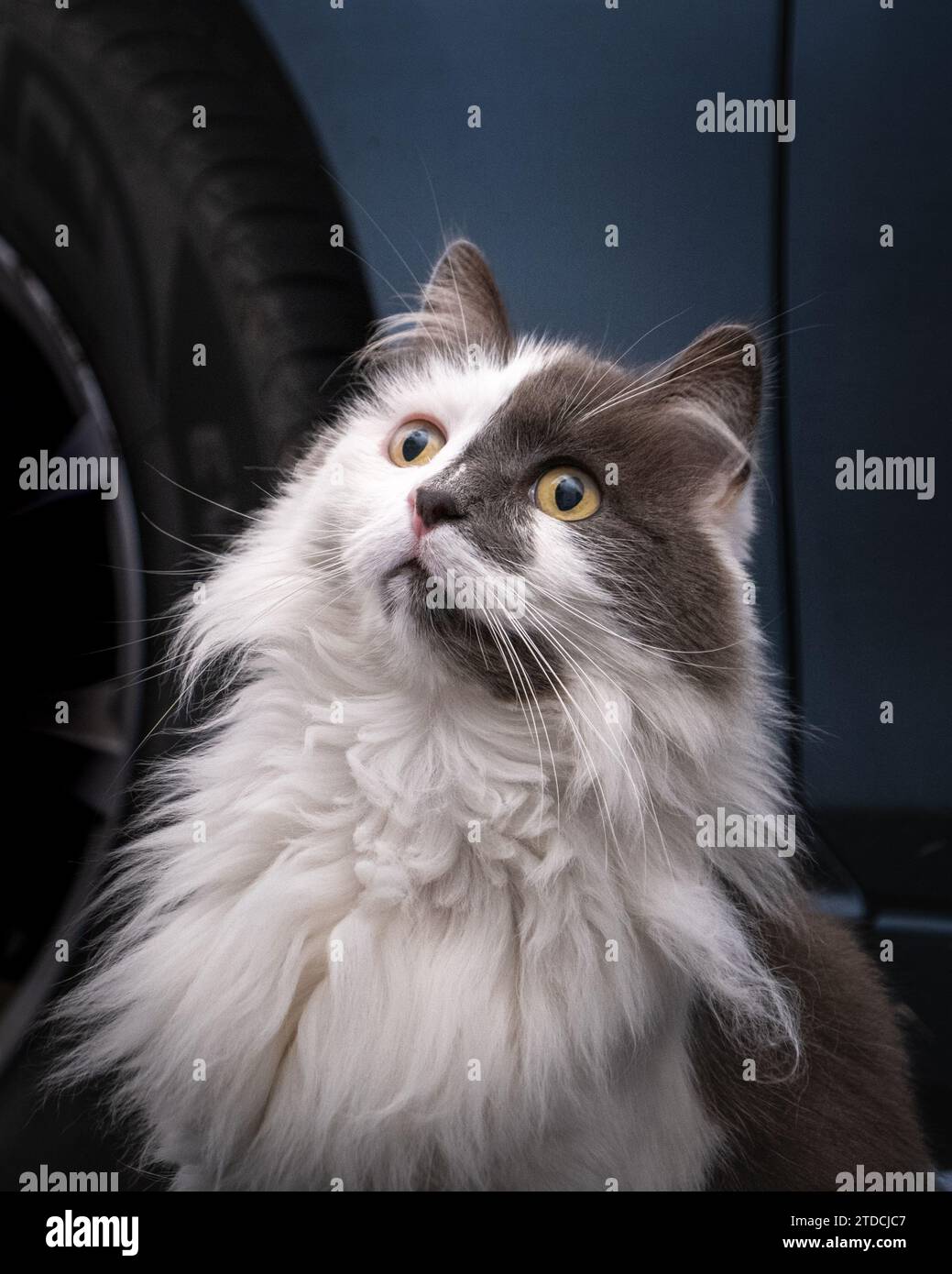 Nahaufnahme einer flauschigen grauen und weißen Katze. Majestätische, wunderschöne, langhaarige Katze mit großen gelben Augen. Stockfoto
