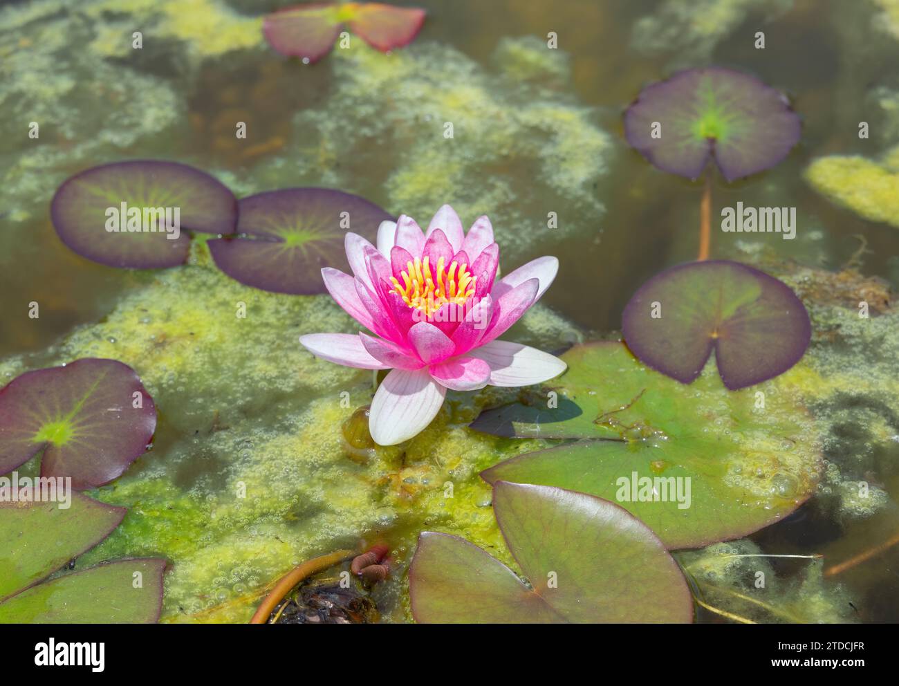 Schöne, rote Lilie auf dem Teich Nahaufnahme Stockfoto