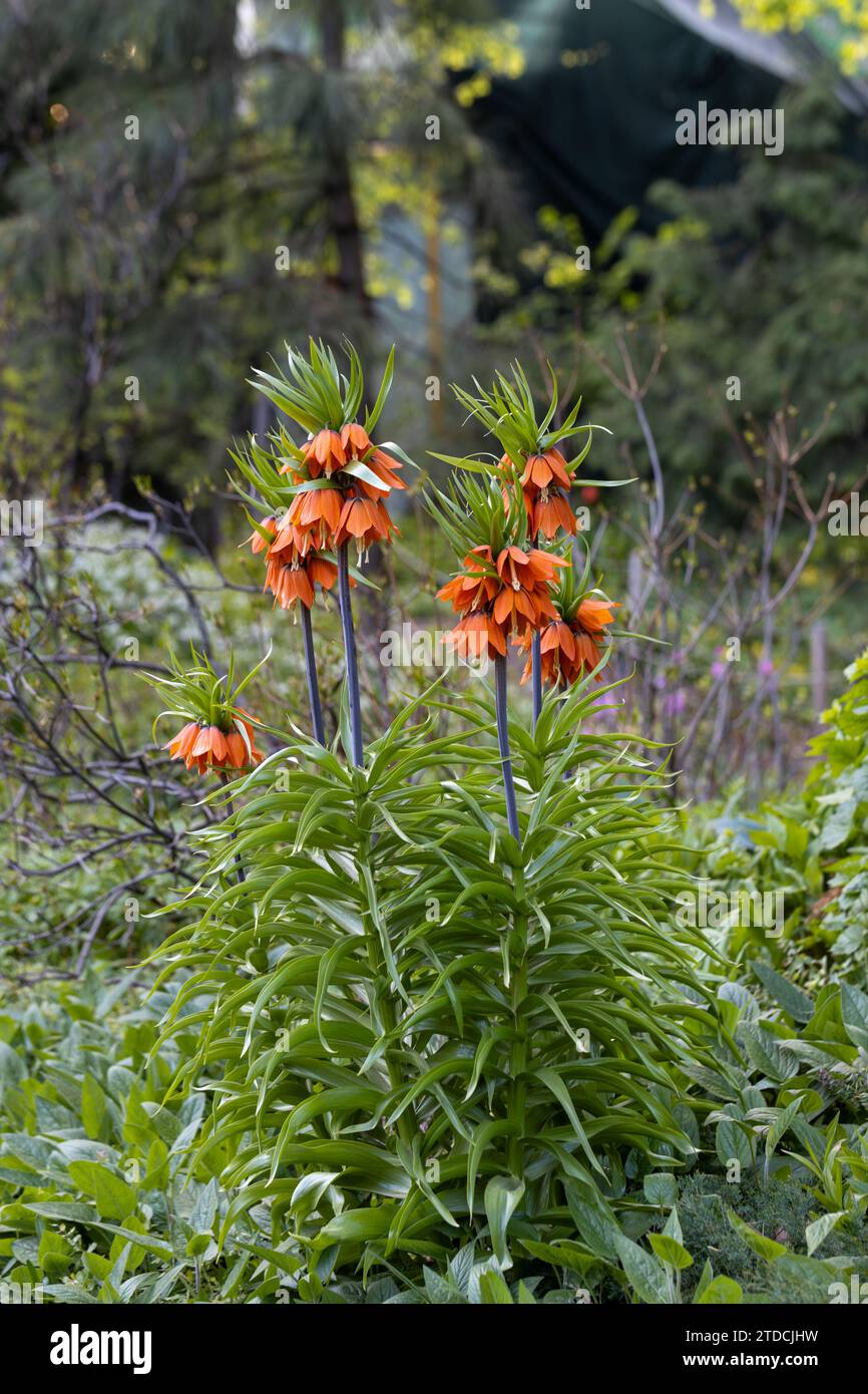 Im Frühling blüht die Pulsatilla vulgaris im Garten rot Stockfoto