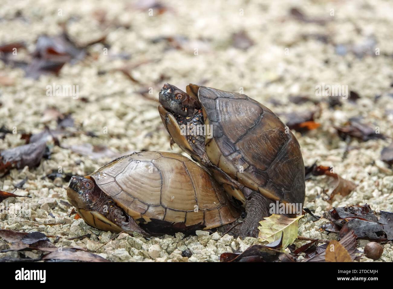 Kastenschildkröten paaren sich in Texas, USA – wahrscheinlich Terrapene carolina triunguis (dreizehige Kastenschildkröte) Stockfoto