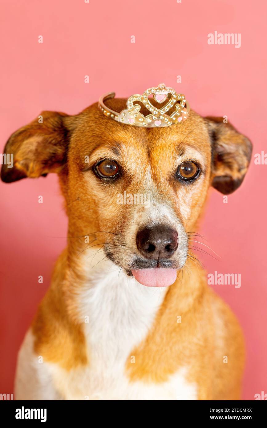 Eine Hündin trägt eine prizesenkrone, während sie ihre Zunge rausstreckt Stockfoto