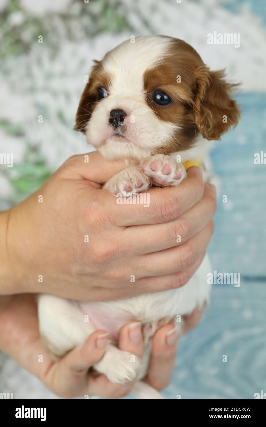 Niedlicher Kavalier King Charles Spaniel Welpe auf blauem Hintergrund Stockfoto