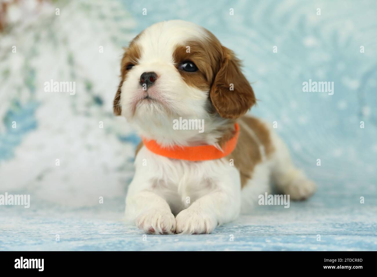 Niedlicher Kavalier King Charles Spaniel Welpe auf blauem Hintergrund Stockfoto